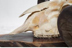 Photo Textures of Mouflon Skull 